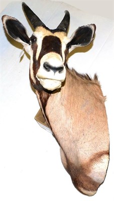 Lot 299 - Gemsbok (Oryx gazella), circa 2003, shoulder mount, turning sharply to the left, 61cm from the wall