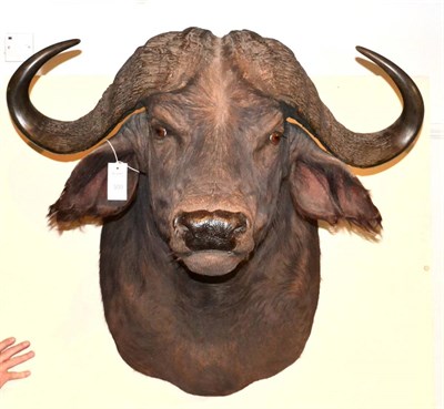 Lot 300 - Cape Buffalo (Synceros caffer caffer), South Africa, circa 2005, shoulder mount, right horn 79,...