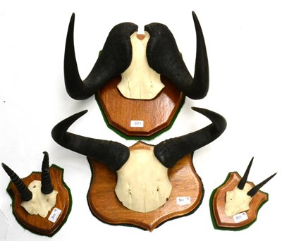 Lot 301 - Four Sets of Horns, on cut skulls, all on shields, comprising Blue Wildebeest, Black...