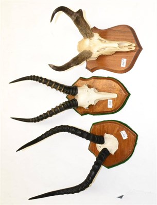 Lot 302 - Impala (Aepyceros malampus), circa 1999, horns on cut upper skull, on shield; Blesbok, similar; and