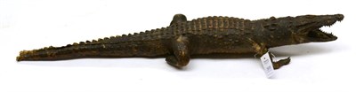 Lot 305 - Nile Crocodile (Crocodylis niloticus), circa 1900, full mount in walking pose, 110cm long nose...