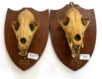 Lot 306 - Indian Wolf (Canis lupus pallipes), Kalahandi, April 1938, HF, Male, 56 inches, wired skull on...