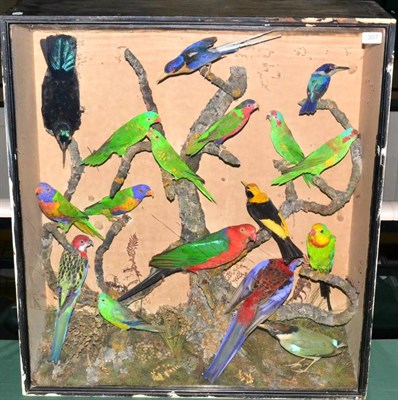 Lot 307 - A Rare Early 20th Century Taxidermy Display of Parrots, Lorikeets, Parakeets, and Kingfishers...