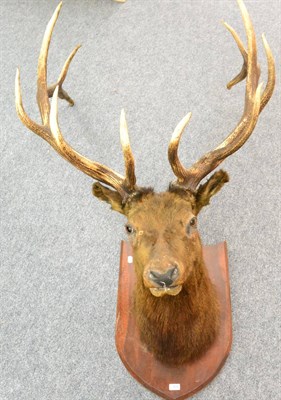 Lot 309 - Wapiti (Cervus canadensis), early 20th century, head mount, 67cm from the wall (a/f)