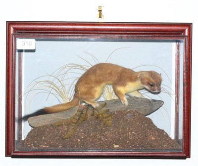 Lot 310 - Stoat (Mustela erminea), modern, full mount, standing on a short section of branch on a leaf litter