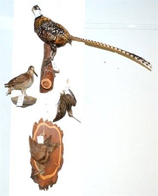 Lot 311 - European Capercaillie (Tetrao urogallus), full mount, naturalistically perched on a cut branch...