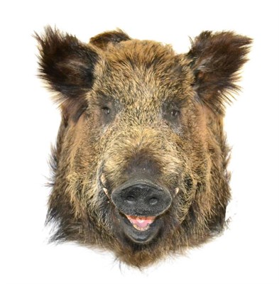 Lot 312 - Wild Boar (Sus scrofa), modern, shoulder mount, 60.5cm from the wall