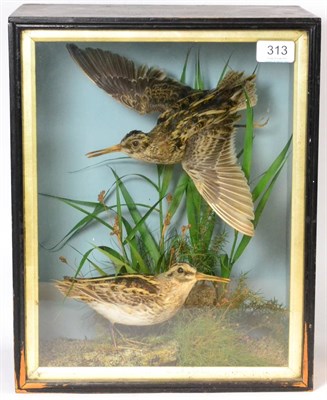 Lot 313 - Snipe (Gallinago gallinago), by E Allen & Co, Stonegate, York, pair of full mounts, one in...