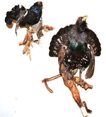 Lot 314 - European Capercaillie (Tetrao urogallus), modern, full mount, naturalistically modelled perched...