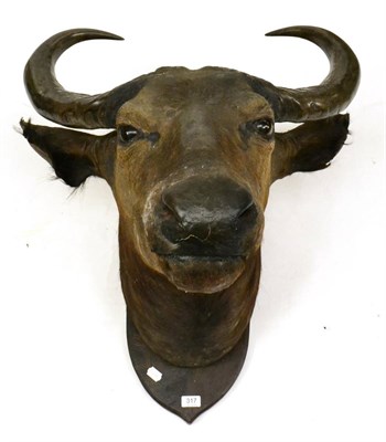 Lot 317 - Buffalo (Bos caffer oeg"¦), head mount, 70cm from the wall, on oak shield, the reverse of the...