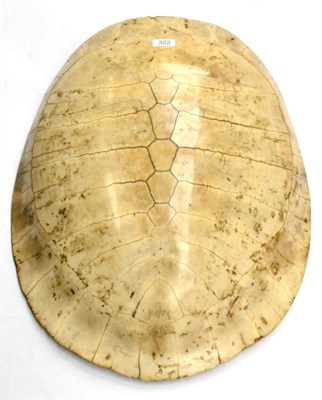 Lot 322 - Tataruga Turtle (Podocnemis expansa) blonde shell with plates removed, also known as a Giant...