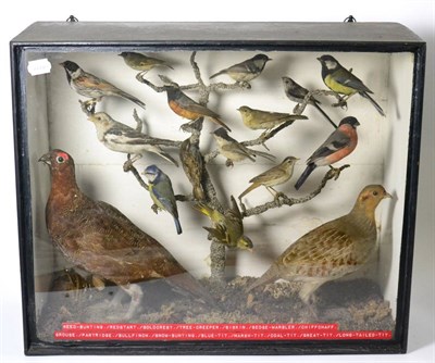 Lot 323 - A Case of Sixteen British Taxidermy Birds, by John Heavisides, Bird & Animal Preservers, Aston,...