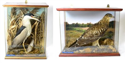 Lot 324 - Night Heron (Nycticorax nycticorax), circa 1900, full mount, set amongst reeds, 37cm by 22.5cm...