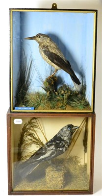 Lot 325 - Nutcracker (Nucifraga caryocatactes), circa 1890, full mount, on a mossy twig amongst grasses,...