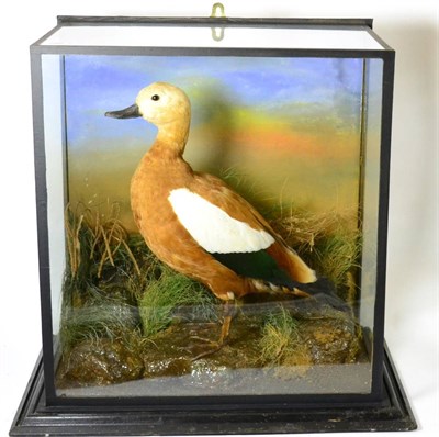 Lot 326 - Whistling Duck (Dendrocygninae), circa 1900, full mount, by P E Challice, Naturalist,...