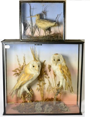 Lot 327 - Barn Owl (Tyto alba), circa 1900, two full mounts, by G A Topp, Taxidermist, 46 London Street,...