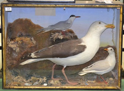 Lot 328 - A Late Victorian Case of Three Sea Birds, by William Hart & Son, Bird & Beast Preservers, West End