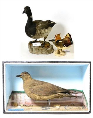 Lot 331 - Arctic Skua (Stercorarius parasiticus), circa 1900, full mount, standing amongst sand, shells...