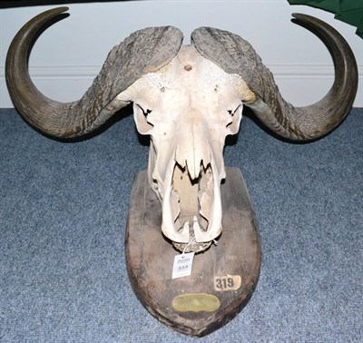 Lot 333 - Cape Buffalo (Synceros caffer caffer), horns on skull, tip to tip 66cm, broadest span 104cm, on...