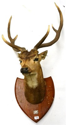 Lot 334 - Spotted Deer (Axis axis), Rajurah April 1925, by Van Ingen & Van Ingen, Mysore, head mount, 6 point