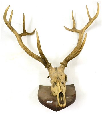 Lot 336 - Swamp Deer (Rucervus duvaucelii), 10 point antlers (5+5) on part upper skull, right antler 73cm...