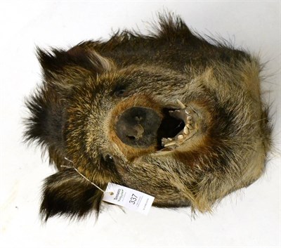 Lot 337 - Peccary (Tayassuidae), late 20th century, shoulder mount, forward facing with jaw open, 68cm...