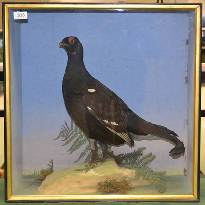 Lot 338 - Blackcock (Tetrao tetrix), male, full mount, by Henry Shaw, Salop, 1871, standing on a faux...