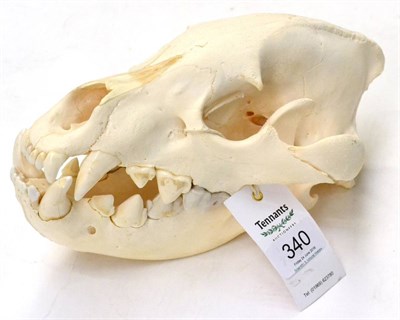 Lot 340 - Brown Hyena (Hyaena brunnea), upper and lower skull, 27cm long