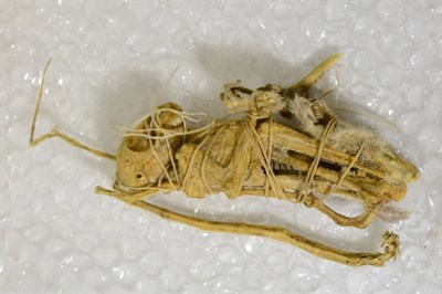 Lot 341 - Senegal Galago (Galago senegalensis), Togo, circa 2006, skeleton, 12cm approx  CITES Appendix...