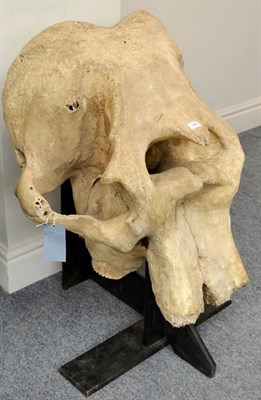 Lot 342 - Female Elephant Skull, 76cm high, 75cm wide (max)  CITES Appendix I Annex A   With CITES A10...