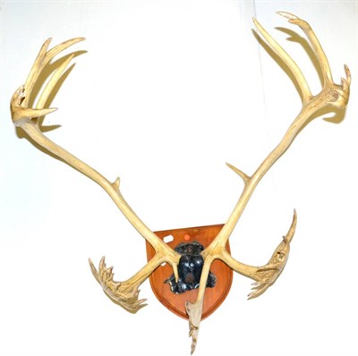 Lot 343 - Caribou (Rangifer tarandus), antlers on reduced cut frontlet mounted on an oak shield, (14+21)...