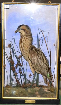 Lot 345 - Bittern (Botaurus stellaris), circa 1900, full mount, stood amongst reeds and grasses on a moss...