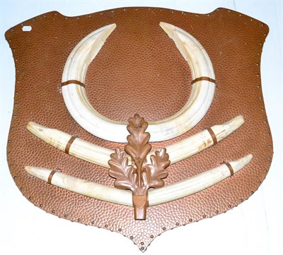 Lot 346 - Hippopotamus Tusk Set, circa 1975, on plannished copper sheet covered wood shield, 87cm by 90cm