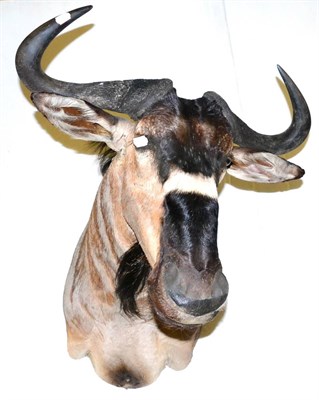 Lot 347 - Nyasaland Wildebeest (Connochaetes tauranus johnstoni), late 20th century, shoulder mount, 68cm...