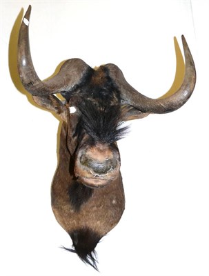 Lot 349 - Black Wildebeest (Connochaetes gnou), late 20th century, shoulder mount, Rowland Ward record class