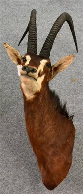 Lot 350 - East African Sable (Hippotragus niger roosevelti), shoulder mount, right and left horn both...