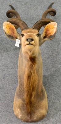 Lot 351 - Greater Kudu (Tragelaphus strepsiceros), Rowland Ward record book, J Josch, NW Transvaal RSA...