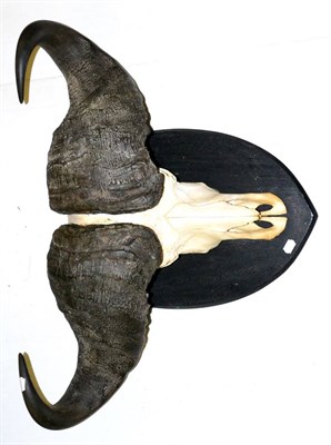 Lot 357 - Malawi Cape Buffalo (Synceros caffer caffer), horns on skull, broadest span 96cm, on shield