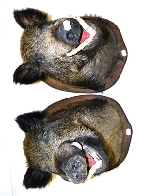 Lot 360 - European Wild Boar (Sus scrofa), late 20th century, two shoulder mounts, ear with jaws open,...