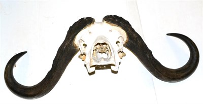 Lot 361 - Cape Buffalo (Synceros caffer caffer), horns on upper skull, greatest length 120.5cm, left horn...