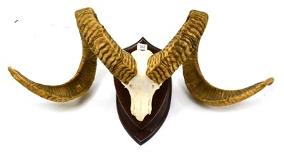 Lot 362 - Marco Polo Sheep Horns, late 20th century, replicas, modelled by Nico van Rooyan, 114cm wide,...