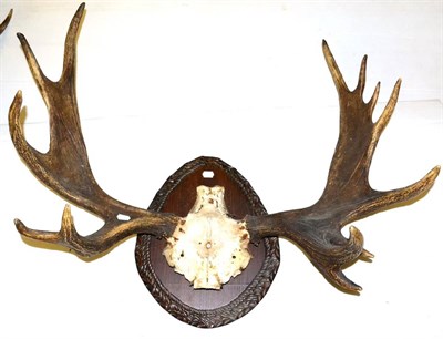 Lot 363 - European Moose (Alces alces gigas), antlers on frontlet, length of widest palm 78cm, broadest...