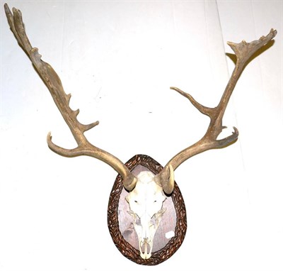 Lot 364 - Fallow Deer (Dama dama), West Sussex, 1977, J Josch, Rowland Ward, length 80cm, circumference 10cm