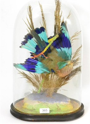 Lot 365 - Indian Roller (Coracias benghalensis), late Victorian, posed swooping between tall grasses and...