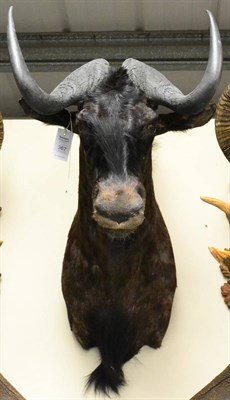 Lot 367 - Black Wildebeest (Connochaetes gnou), Namibia, circa 2003, shoulder mount, 67cm from the wall,...