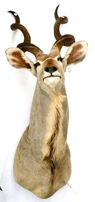 Lot 368 - Greater Kudu (Tragelaphus strepsiceros), Namibia, circa 1999, shoulder mount, turning slightly...