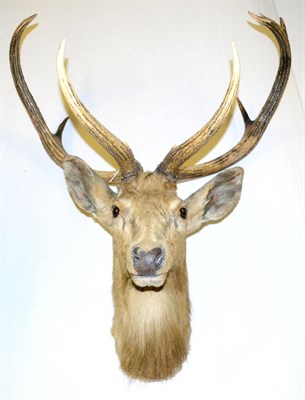 Lot 369 - Eld's Deer (Cervus eldi), circa 1890, head mount, 11 points  Ex Blyth Hall, Nottinghamshire