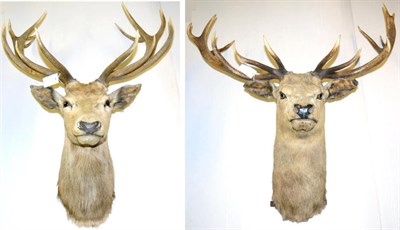 Lot 370 - European Red Deer (Cervus elaphus), two head mounts, one 13 points, the other 14 points  Ex...