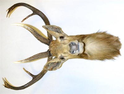 Lot 371 - Thamin or Eld's Deer (Cervus eldi thamin), circa 1900, head mount, 12 points