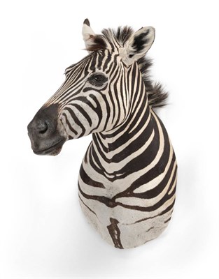 Lot 372 - Plains Zebra (Equus quagga), modern, shoulder mount, turning to the right, 69cm from the wall